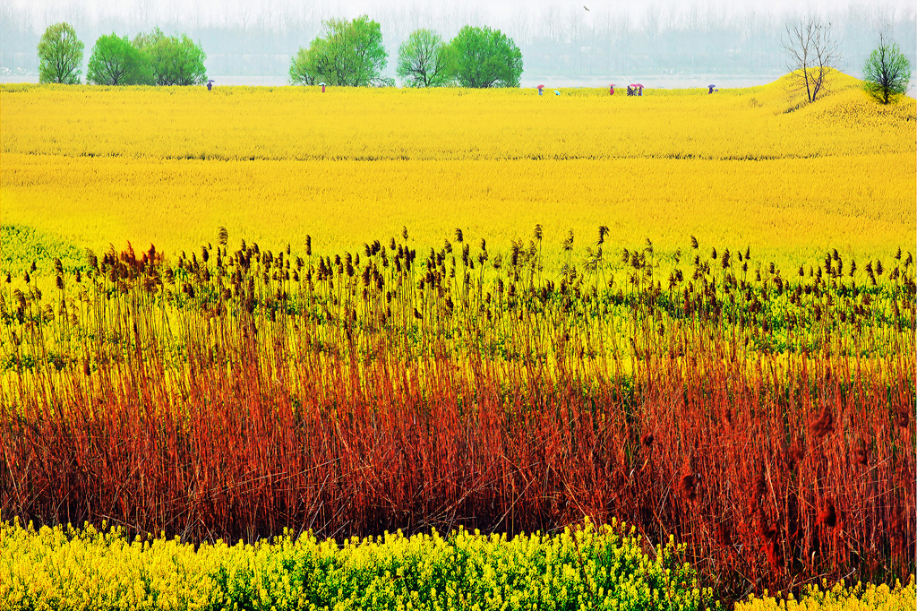 金花系梦处处春(作者原预防处副调研员许潮)