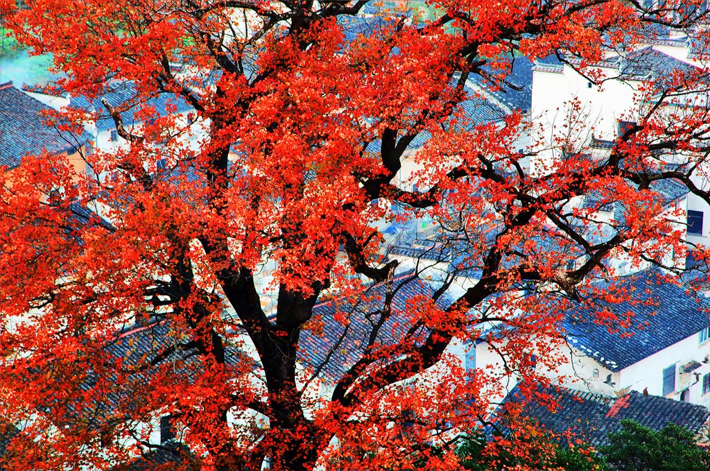 秋枫尽染古村秀(作者原预防处副调研员许潮)