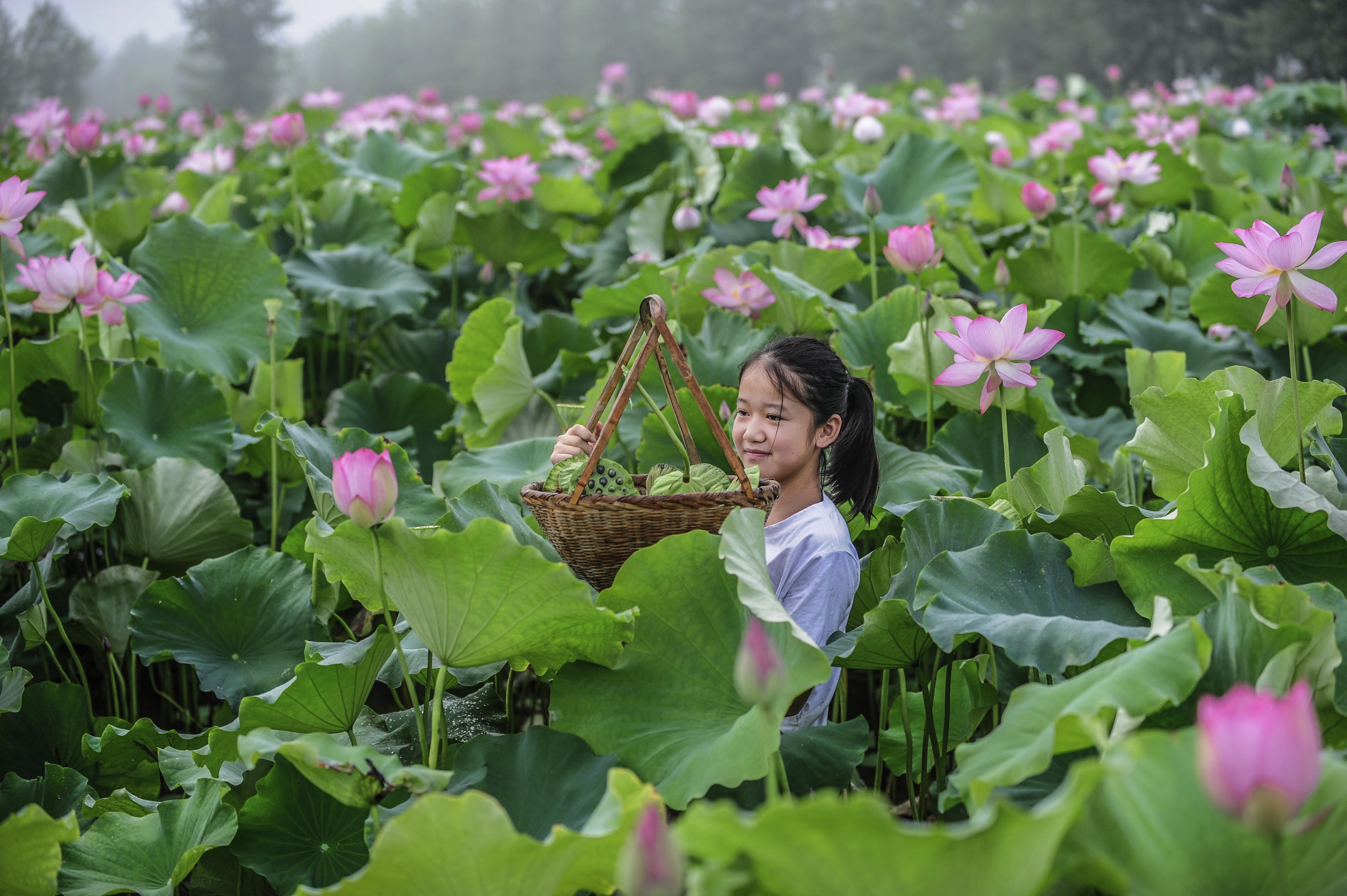 莲花仙子(作者原省院专委蔡田)